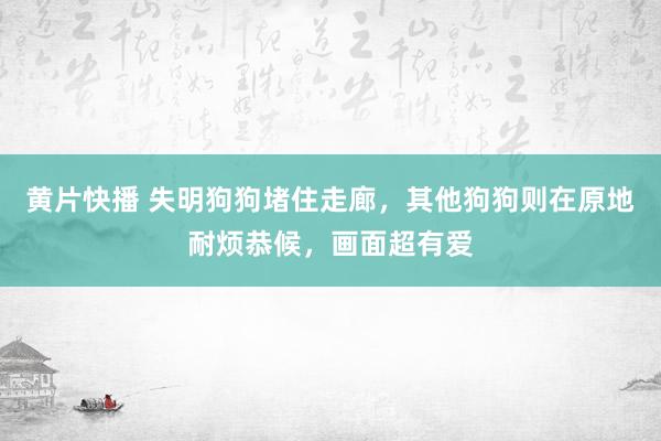 黄片快播 失明狗狗堵住走廊，其他狗狗则在原地耐烦恭候，画面超有爱