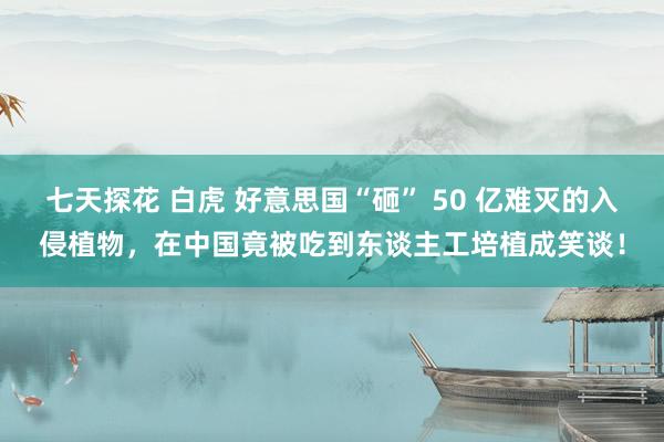 七天探花 白虎 好意思国“砸” 50 亿难灭的入侵植物，在中国竟被吃到东谈主工培植成笑谈！