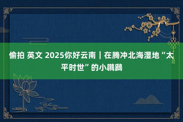 偷拍 英文 2025你好云南｜在腾冲北海湿地“太平时世”的小鸊鷉